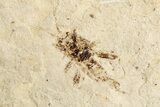 Two Detailed Fossil Flies (Plecia) - France #259846-2